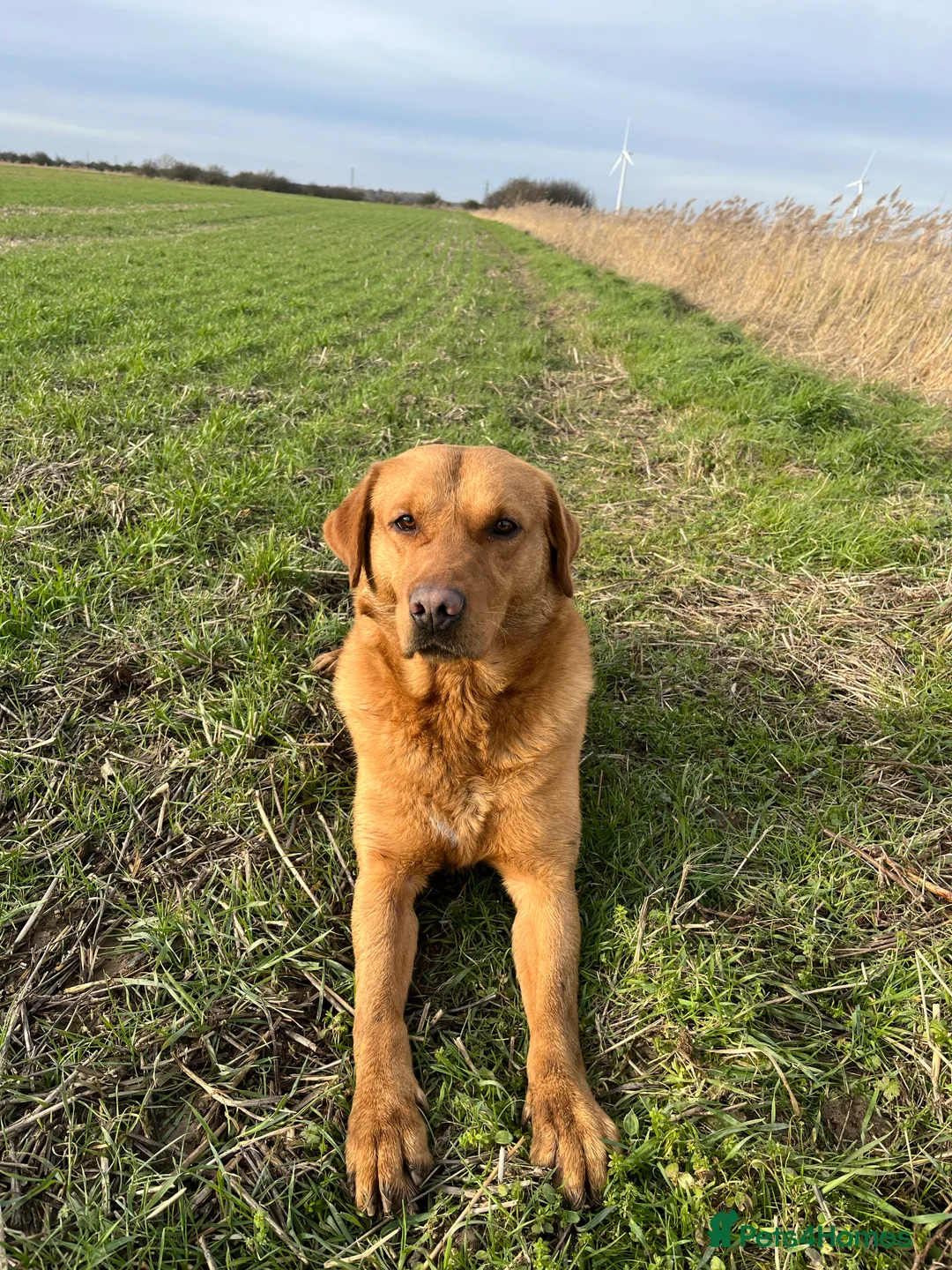 Labrador Retriever dogs for stud: Fox Red Labrador Stud (Proven) in Chelmsford - Advert 6