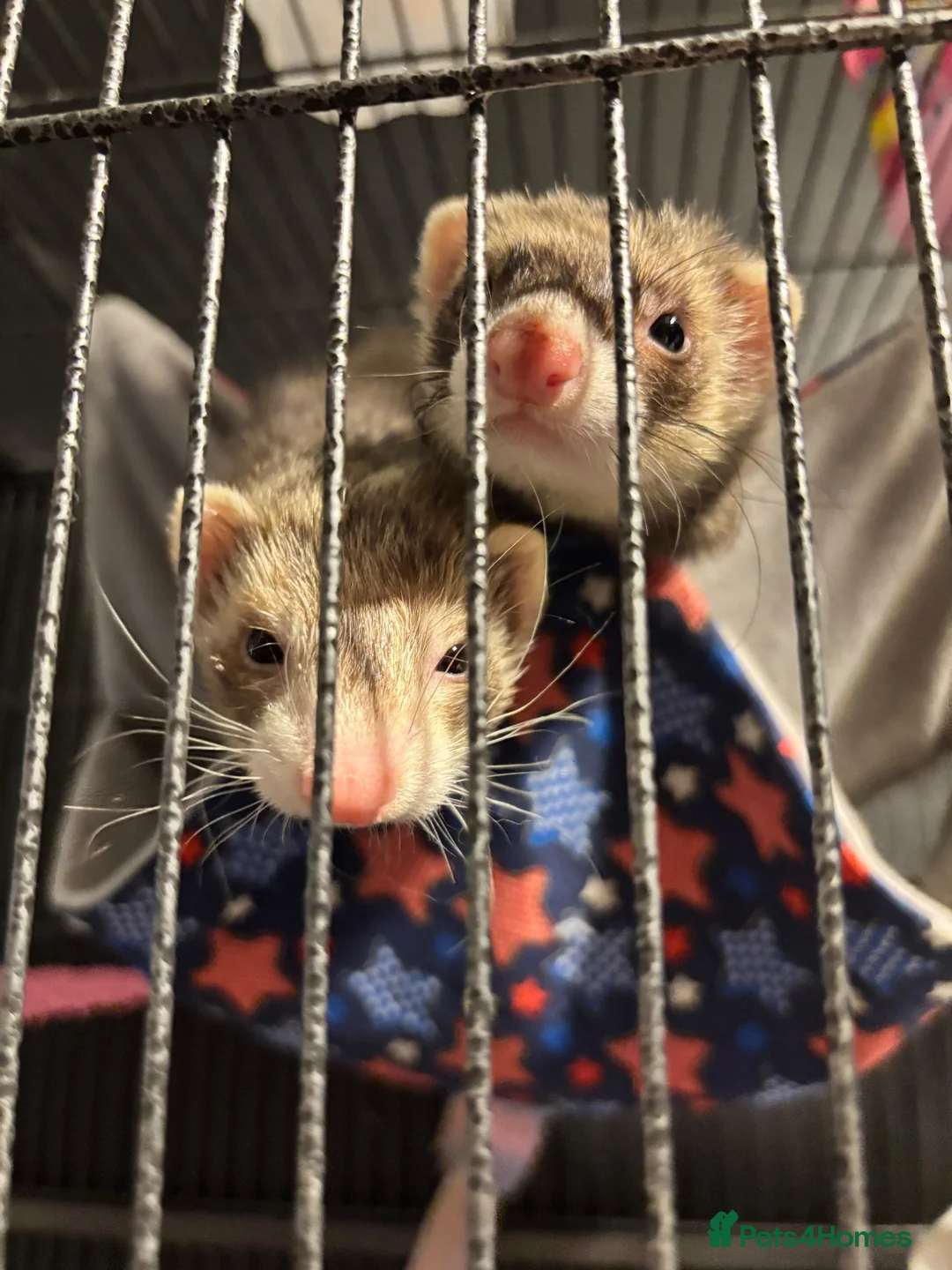 Ferret rodents for sale: 2 female ferrets for sale  in Brighton - Advert 2