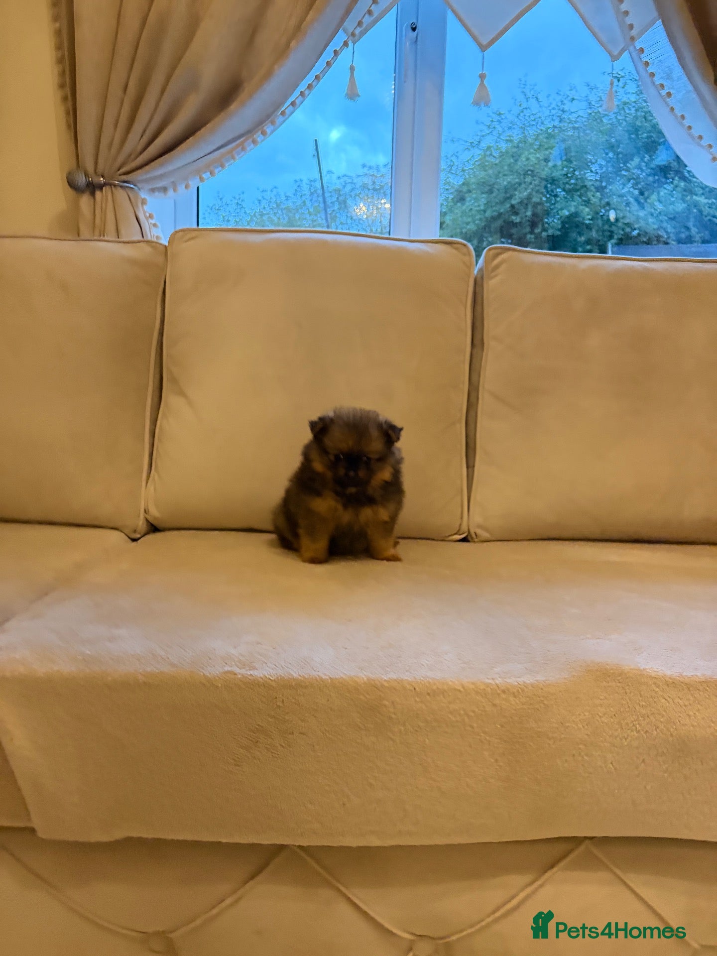 Pomeranian dogs One tiny precious Baby boy  🩵 - Advert 15