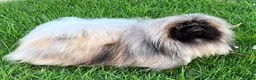 Pekingese dogs for sale: Stunning high quality Pekingese puppies  - Advert 11