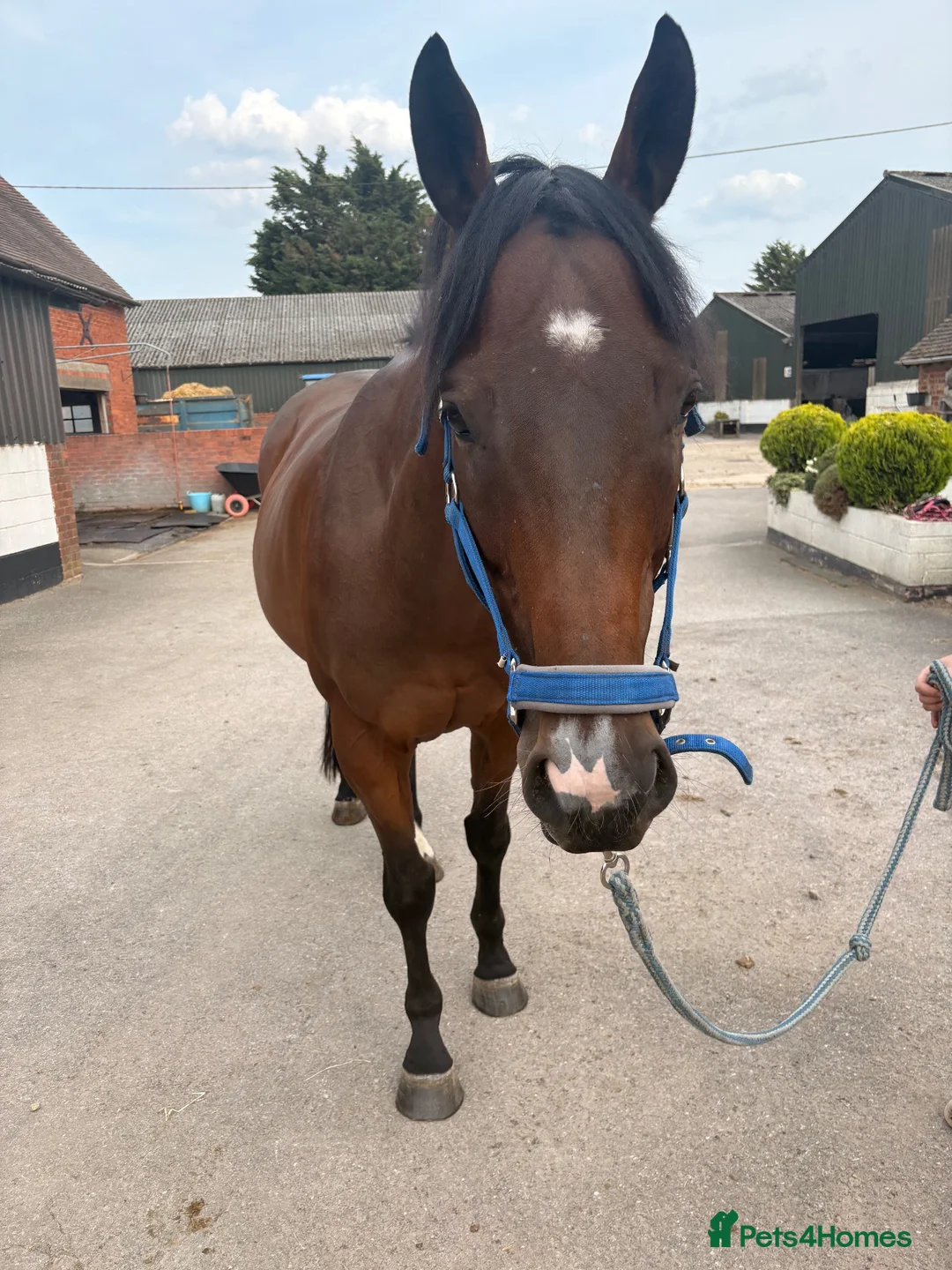 English Thoroughbred horses for sale: Joey – 7-Year-Old Thoroughbred Gelding in Reading - Advert 4