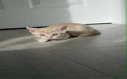 Mixed Breed cats for sale: Beautiful male ginger kitten for sale - Image 3