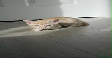 Mixed Breed cats - Advert 4