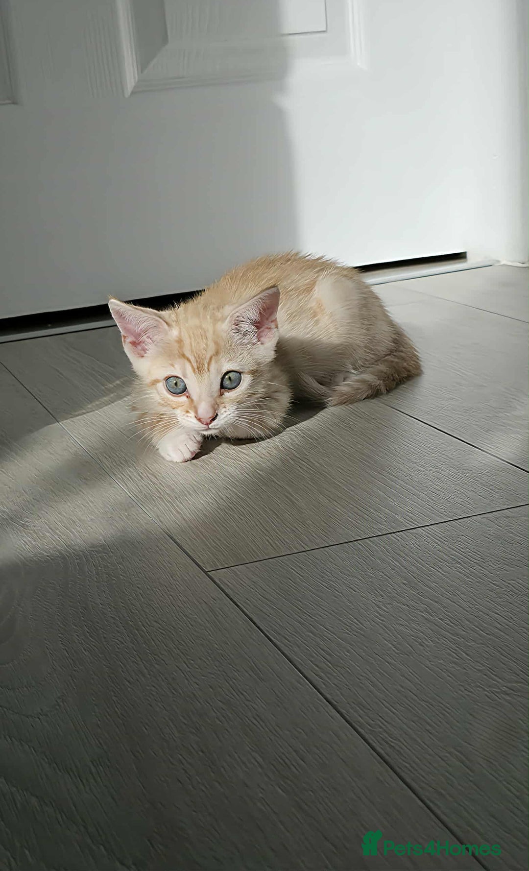 Mixed Breed cats for sale: Beautiful male ginger kitten for sale - Image 3