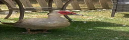 Ducks poultry for sale: Muscovy Drake for re homing  - Advert 1