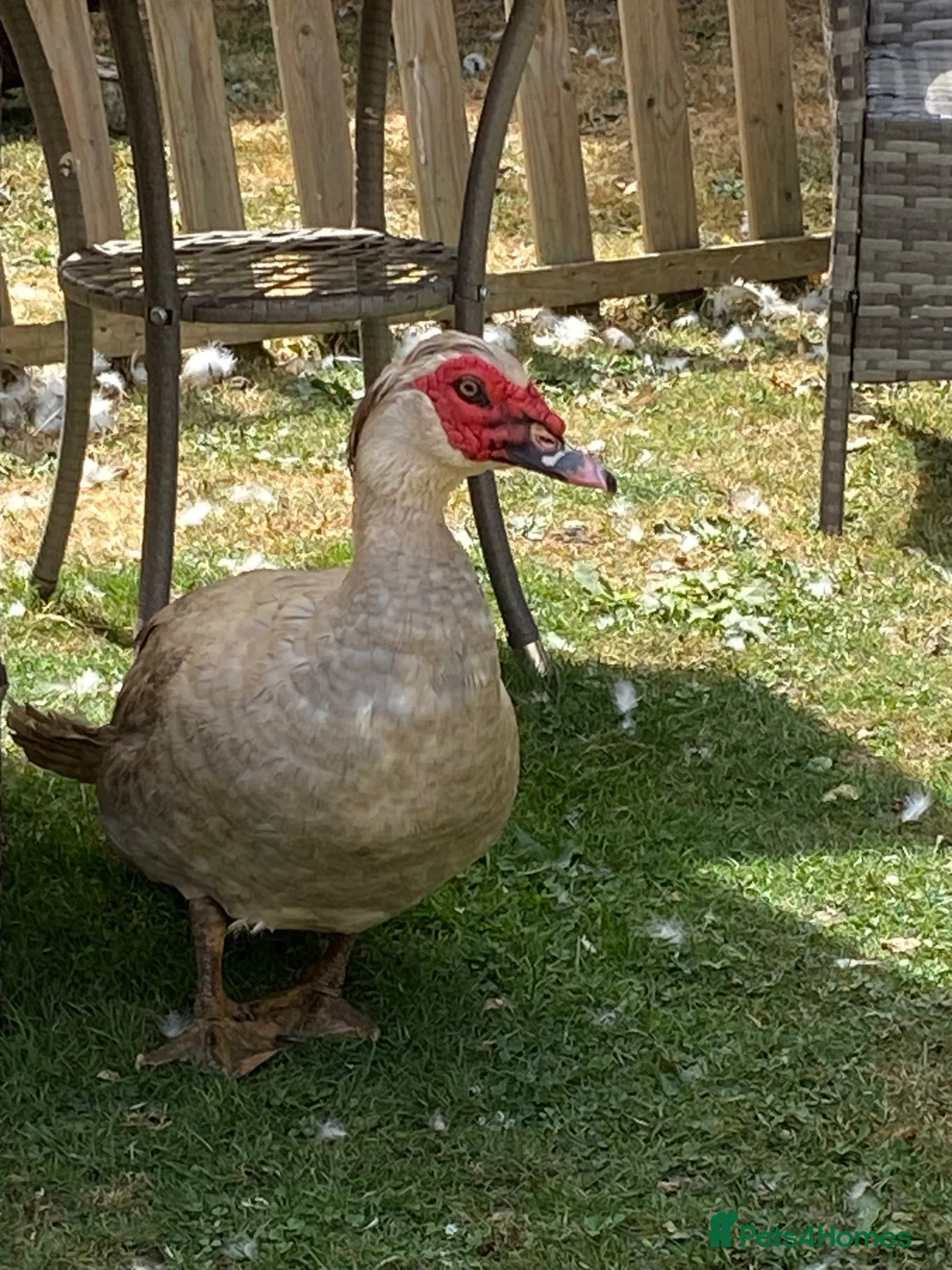 Ducks poultry for sale: Muscovy Drake for re homing  - Advert 1