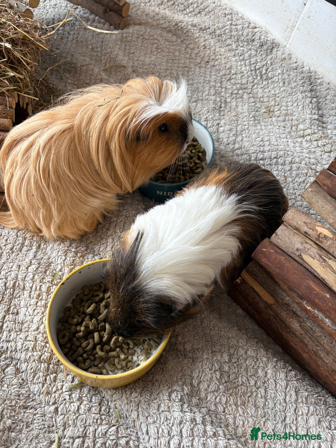 Guinea Pig rodents for sale: Male Guinea Pigs - Advert 8