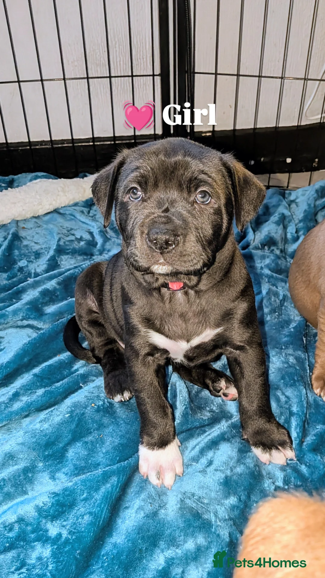 Mixed Breed dogs Labrabull Puppies 4 girls remaining 🐾 - Advert 2