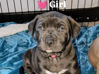 Mixed Breed dogs Labrabull Puppies 4 girls remaining 🐾 - Advert 2