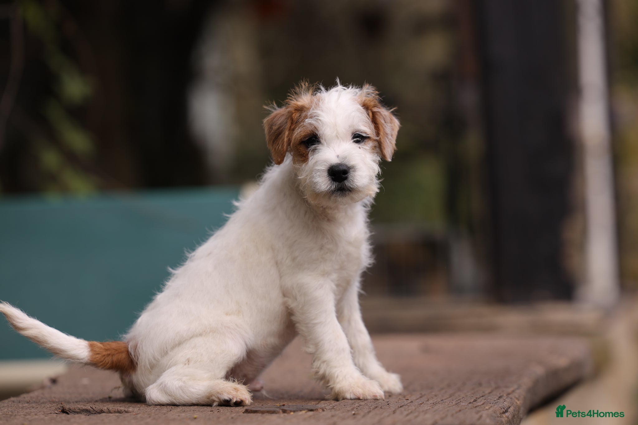 Parson Russell dogs pedigree parson Russell terrier puppy - Advert 2