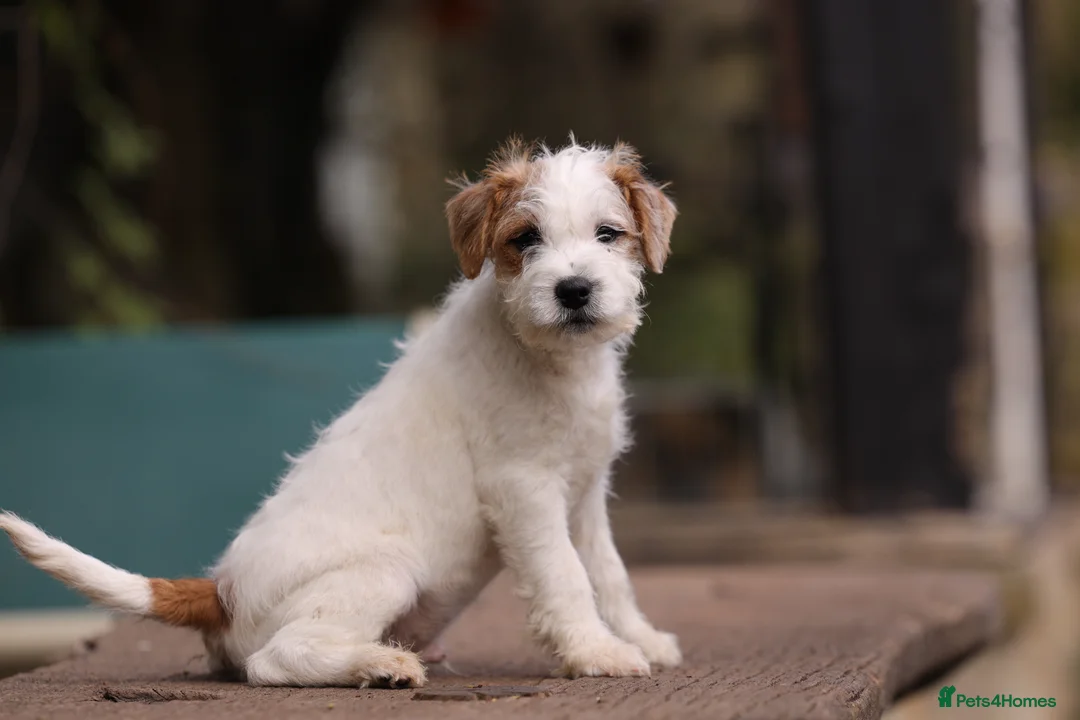 Parson Russell dogs for sale: pedigree parson Russell terrier puppy - Advert 2