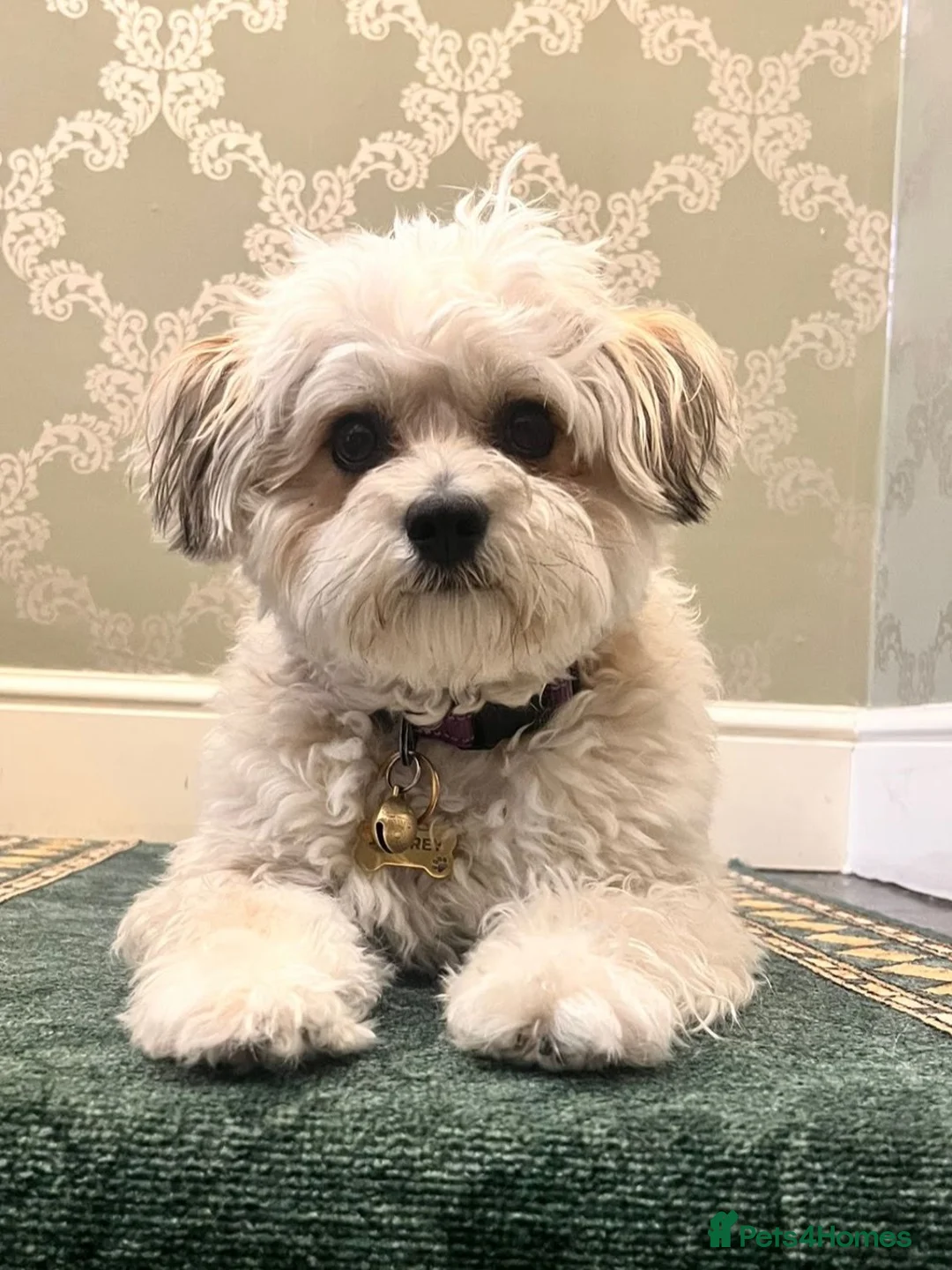 Mixed Breed dogs for sale: Incredible puppies for sale  - Advert 1