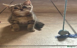 Mixed Breed cats for sale: Beautiful tabby female kitten  - Image 3