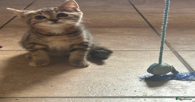 Mixed Breed cats - Advert 2