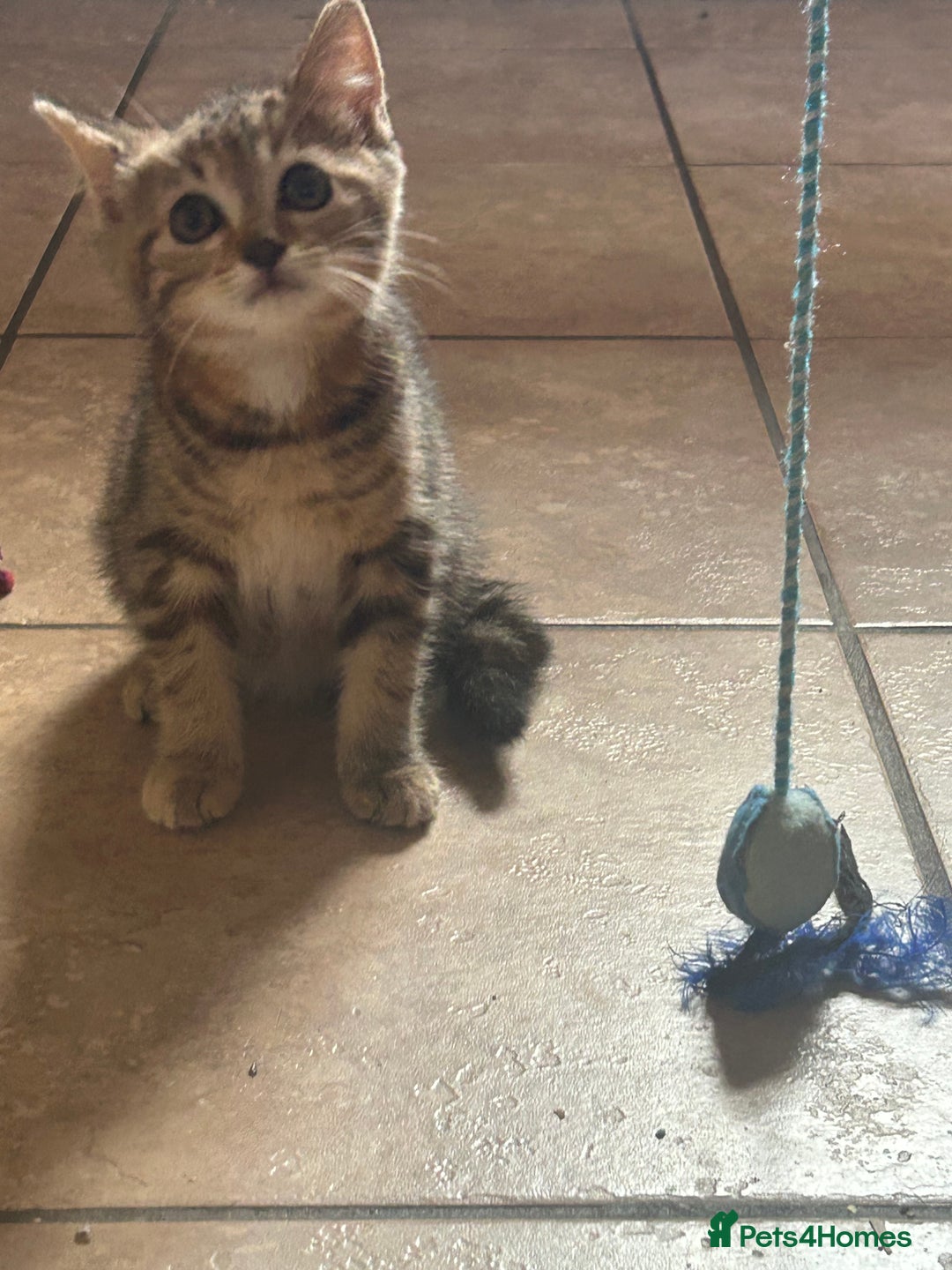 Mixed Breed cats for sale: Beautiful tabby female kitten  - Image 3