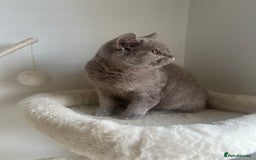 British Shorthair cats for sale: GCCF Registered Lilac British Shorthair Boy - Image 4