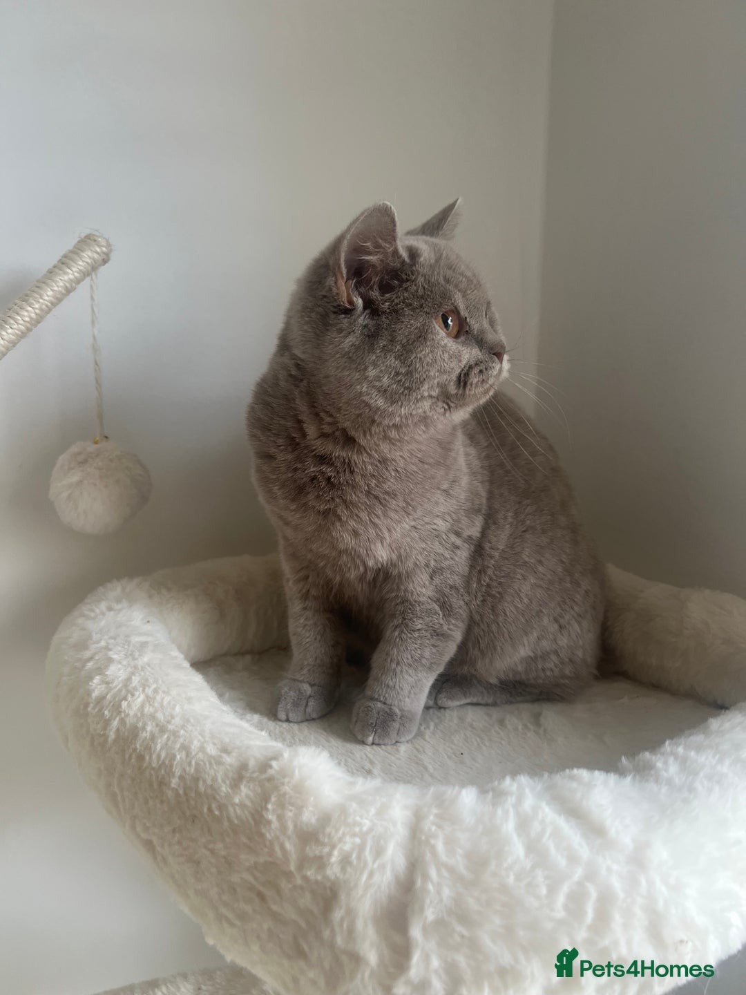 British Shorthair cats for sale: GCCF Registered Lilac British Shorthair Boy - Image 4
