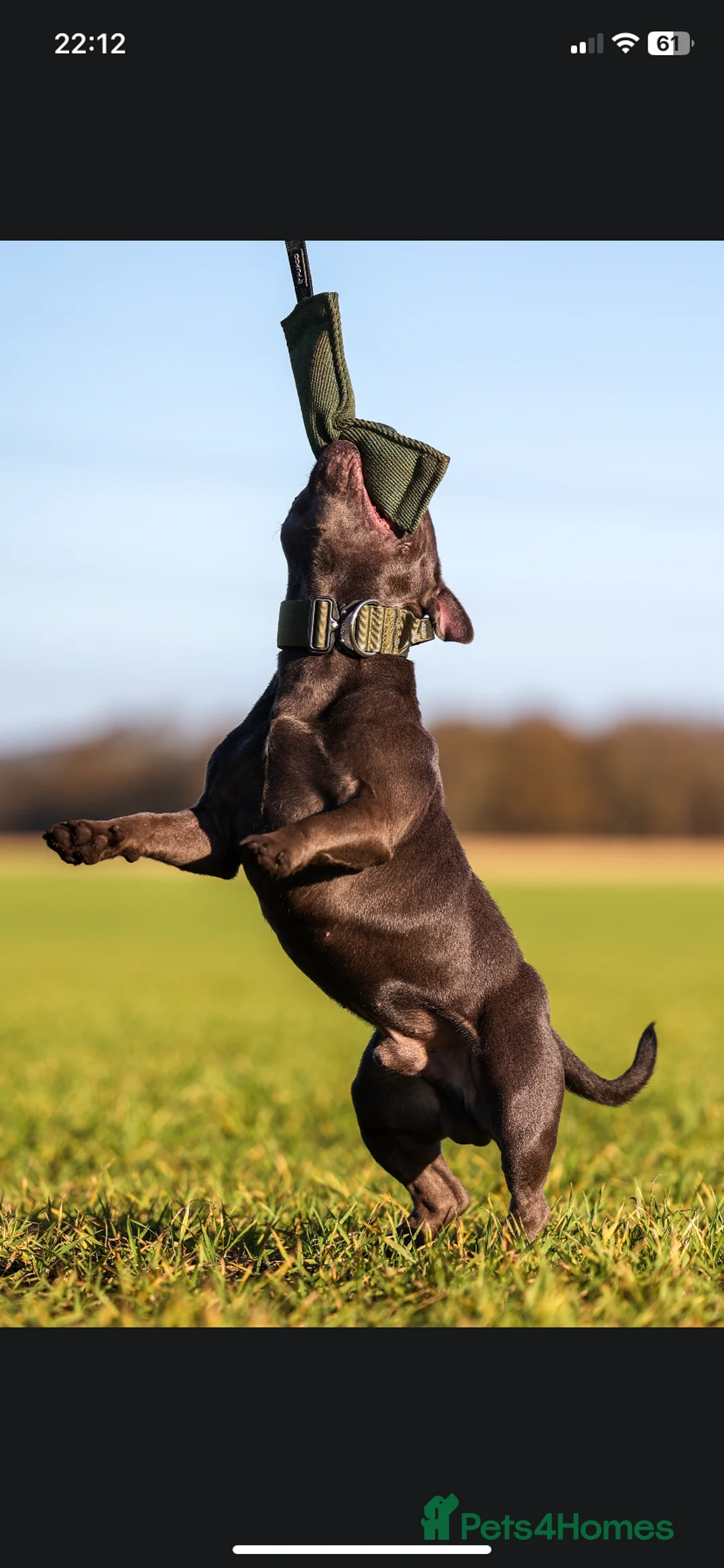 Staffordshire Bull Terrier dogs for stud: PROVEN Staffordshire bull terrier stud  - Advert 8