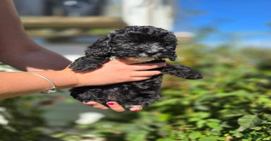 Cockapoo dogs - Advert 15