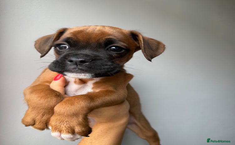 Boxer dogs - Advert 3