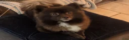 Pomeranian dogs for sale: Pomeranian boy  in Newport - Advert 5