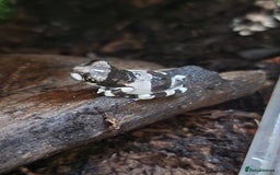 Frog reptiles for sale: Amazon Milk Frog babies - Image 3