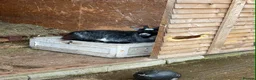 Goats livestock for sale: 2 castrated male goats in Halifax - Advert 2