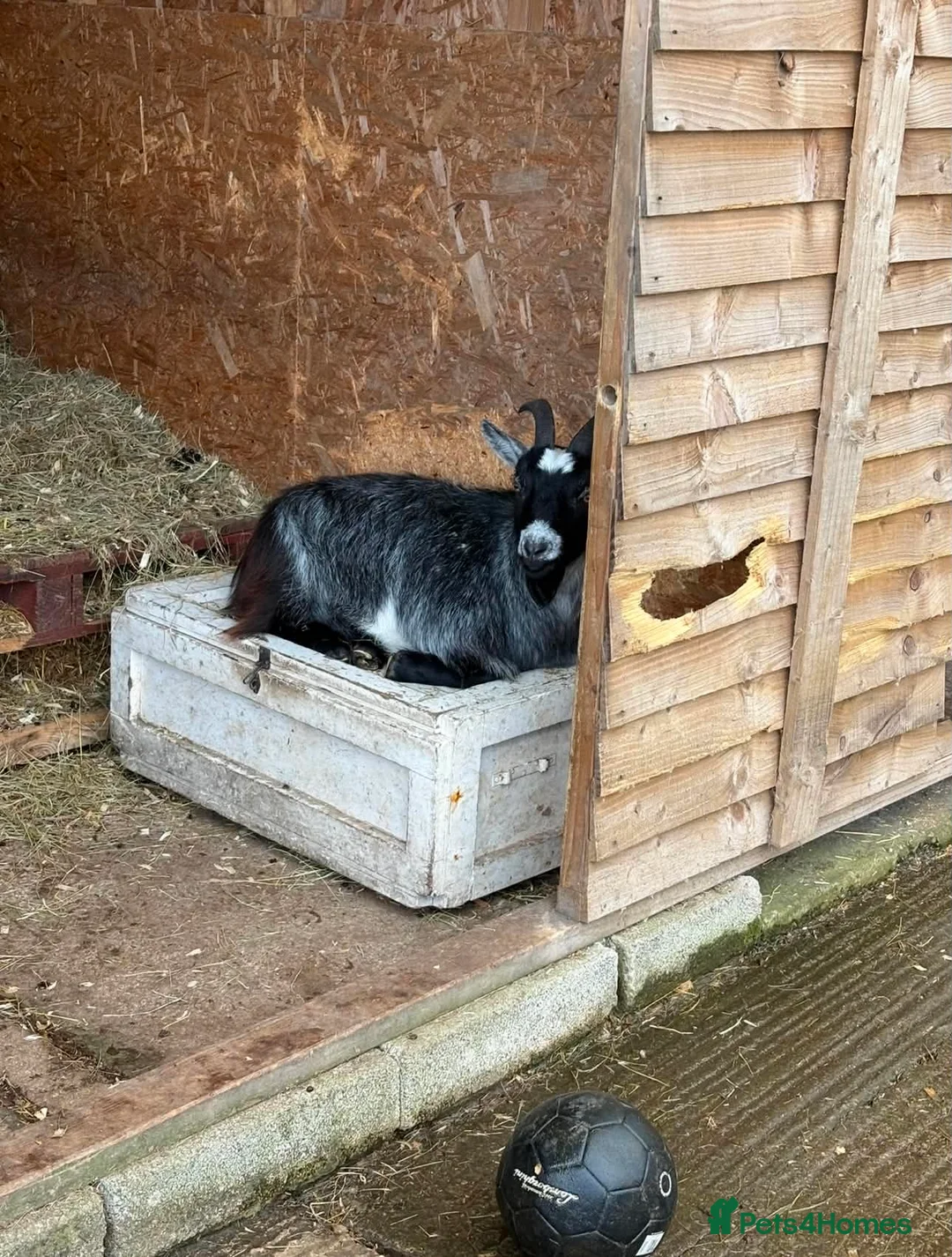 Goats livestock for sale: 2 castrated male goats in Halifax - Advert 2