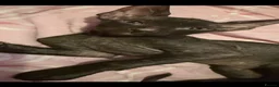 Sphynx cats for sale: Full breed Sphynx kittens for sale  - Advert 2