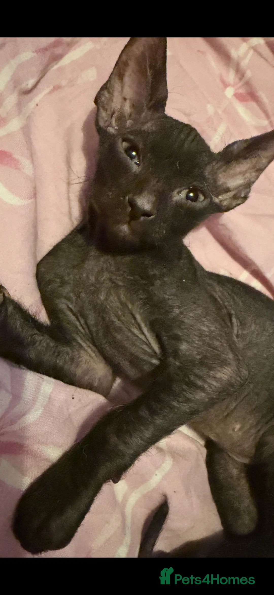 Sphynx cats for sale: Full breed Sphynx kittens for sale  - Advert 2