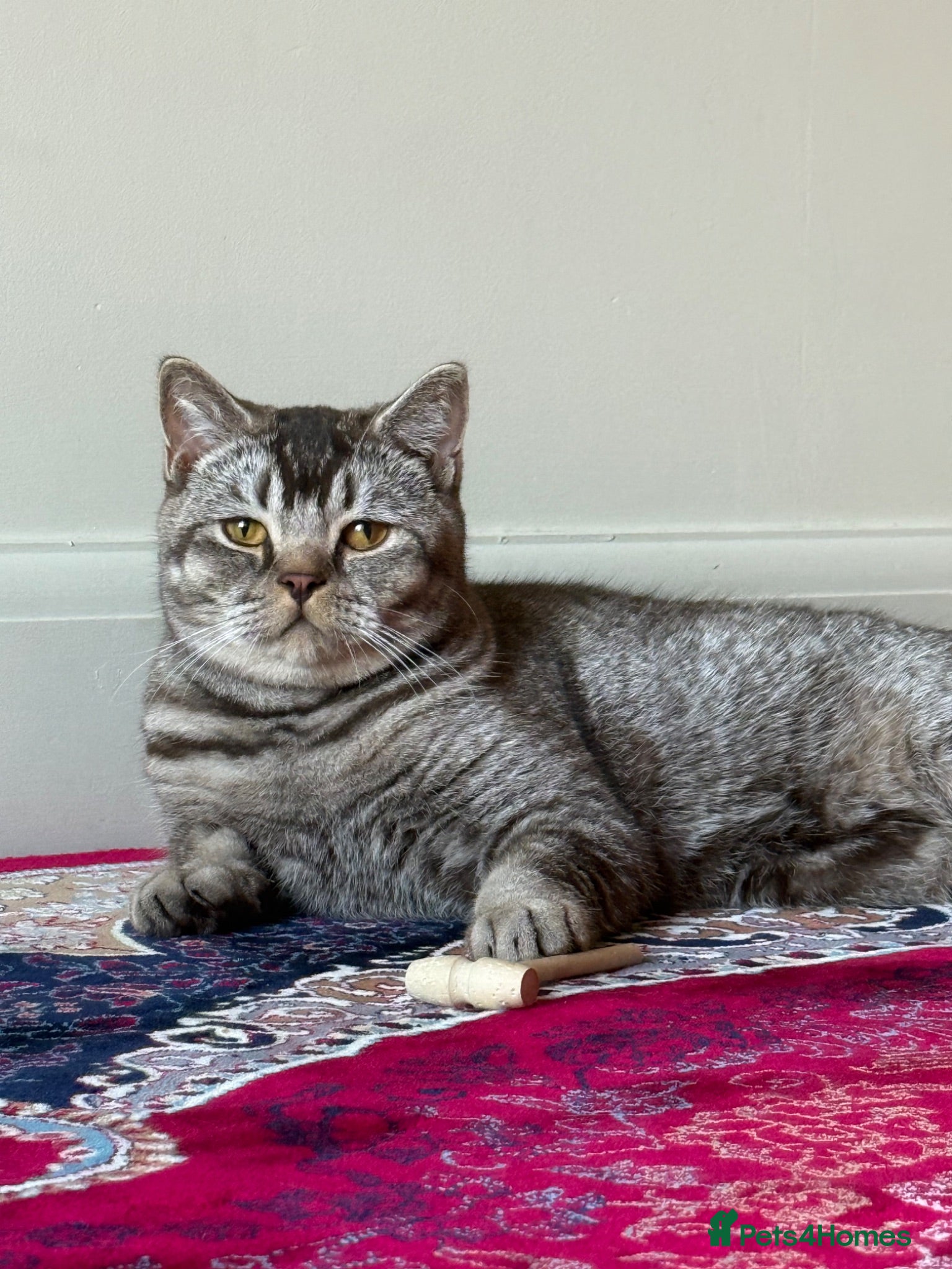 British Shorthair cats British short hair  - Advert 5