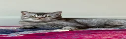 British Shorthair cats for sale: British short hair  - Advert 1