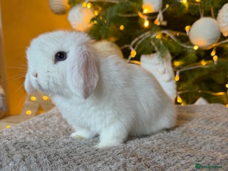 Mini Lop rabbits Mini lop - Advert 1