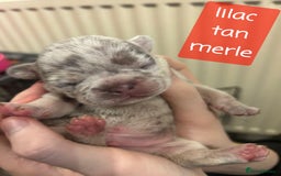 French Bulldog dogs for sale: Merle/Lilac/Isabella Fawn Frenchies - Image 7
