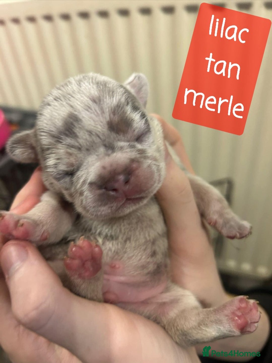 French Bulldog dogs for sale: Merle/Lilac/Isabella Fawn Frenchies - Image 7