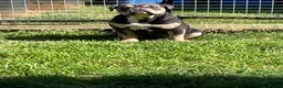Olde English Bulldogge dogs for stud: Denzell  - Advert 2