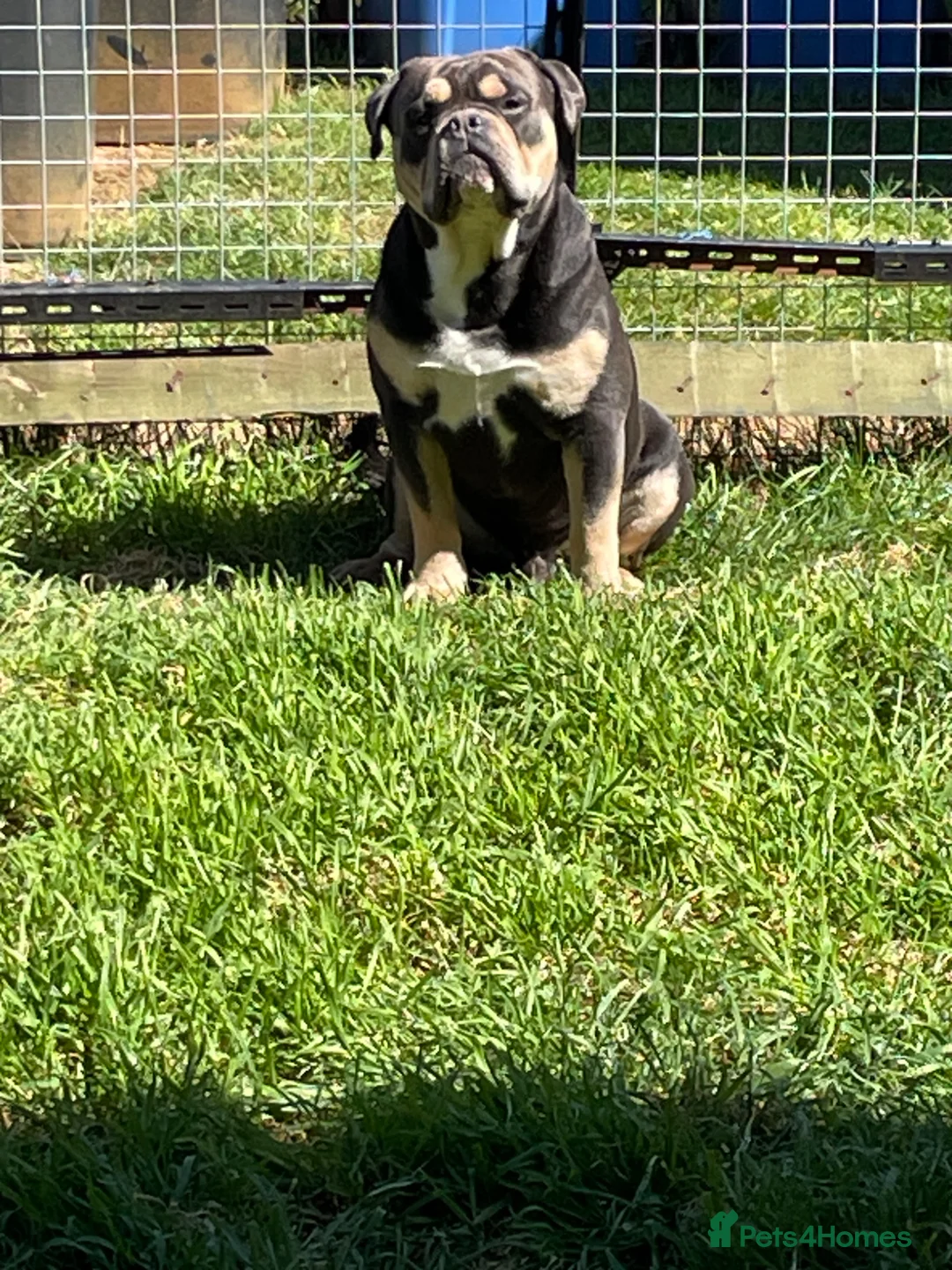 Olde English Bulldogge dogs for stud: Denzell  - Advert 2