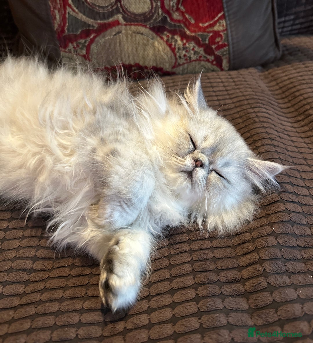 Persian cats for sale: 2 Cuddly Pedigree Persian Babies💙 - Image 6