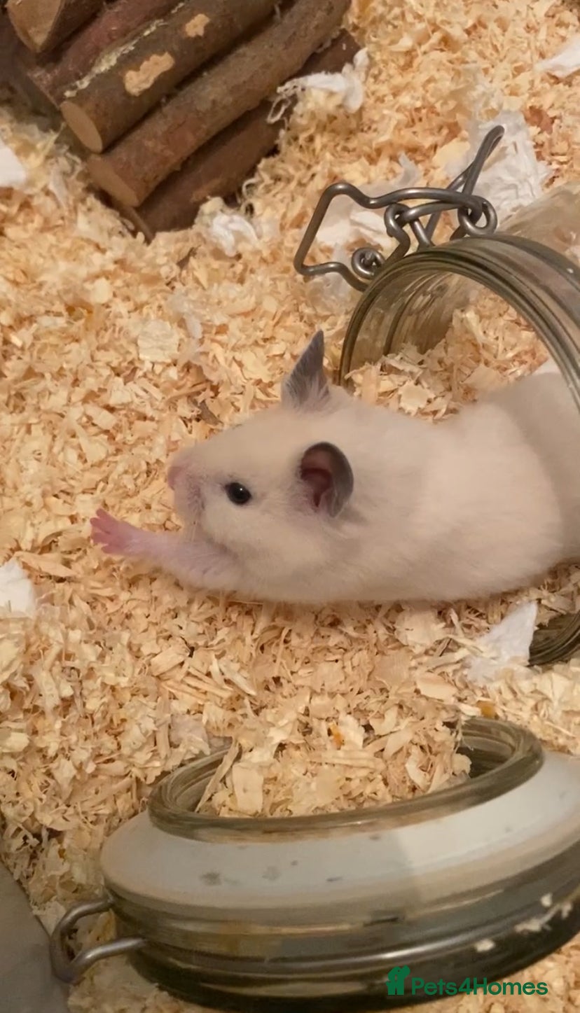 Hamster rodents for sale: Female Syrian Hamster Rehome in Great Yarmouth - Advert 2