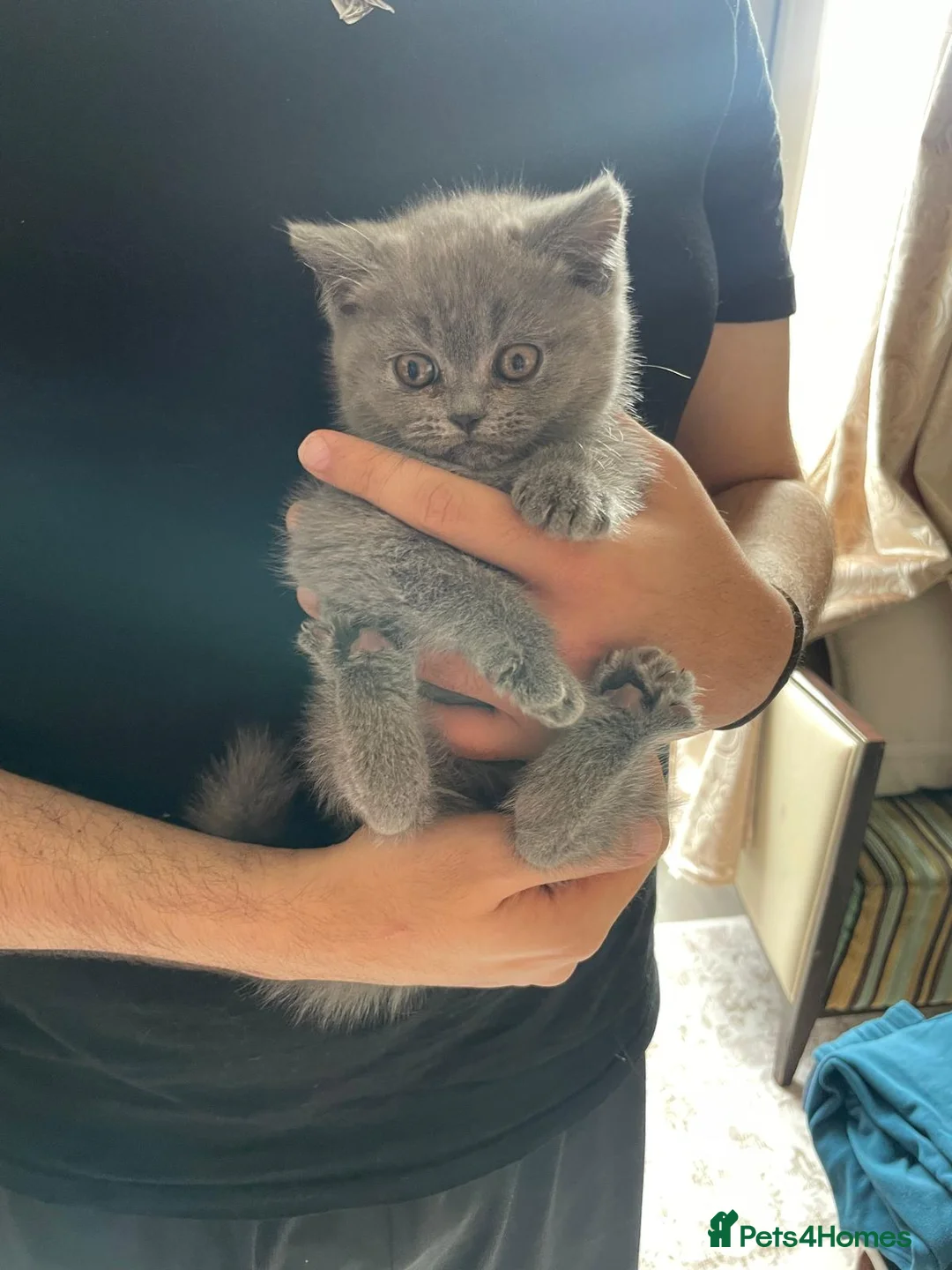 British Shorthair cats for sale: British Blues, 1 boy and 1 girl, Beautiful in London - Advert 2