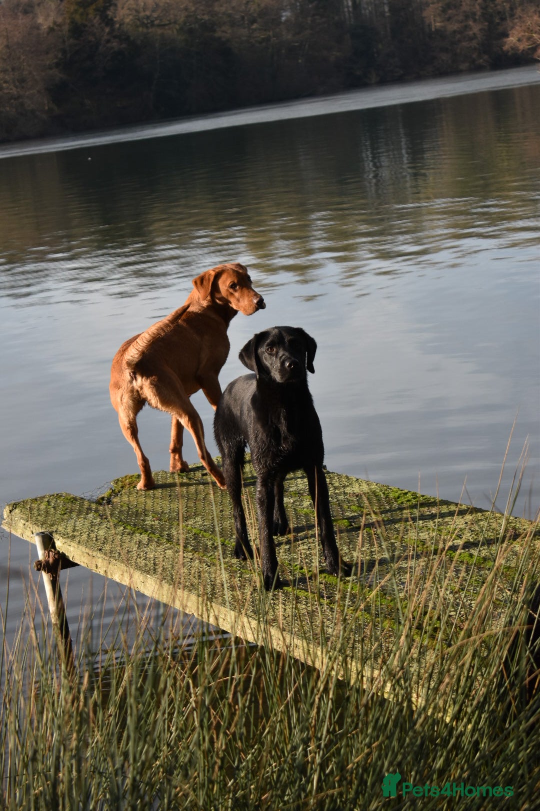 Labrador Retriever dogs for stud: KC health tested proven Labrador stud - Advert 9