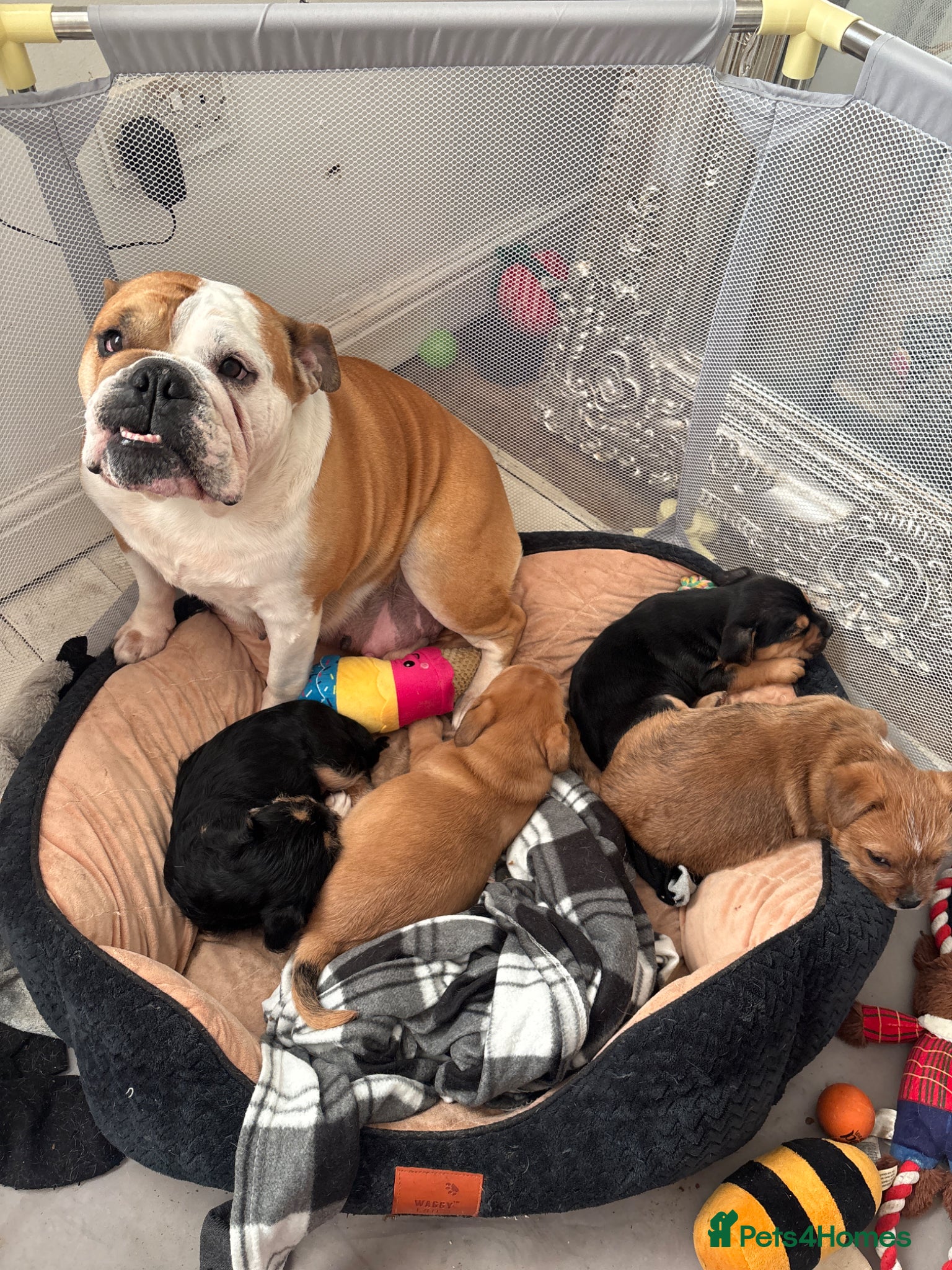 Mixed Breed dogs English Bulldog × Yorkshire Terrier Puppies - Advert 1