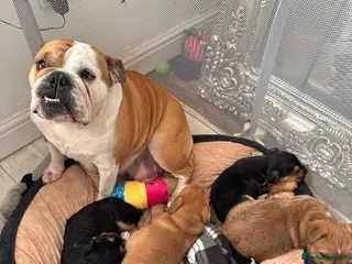Mixed Breed dogs English Bulldog × Yorkshire Terrier Puppies - Advert 18