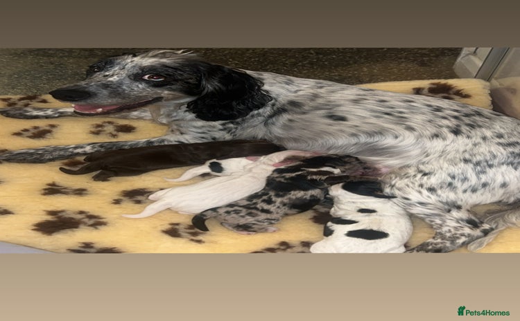 Cocker Spaniel dogs - Advert 16