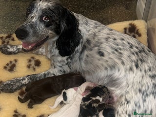 Cocker Spaniel dogs - Advert 12