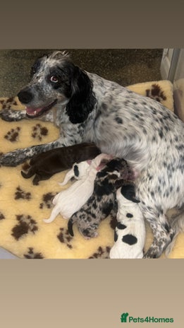 Cocker Spaniel dogs - Advert 7