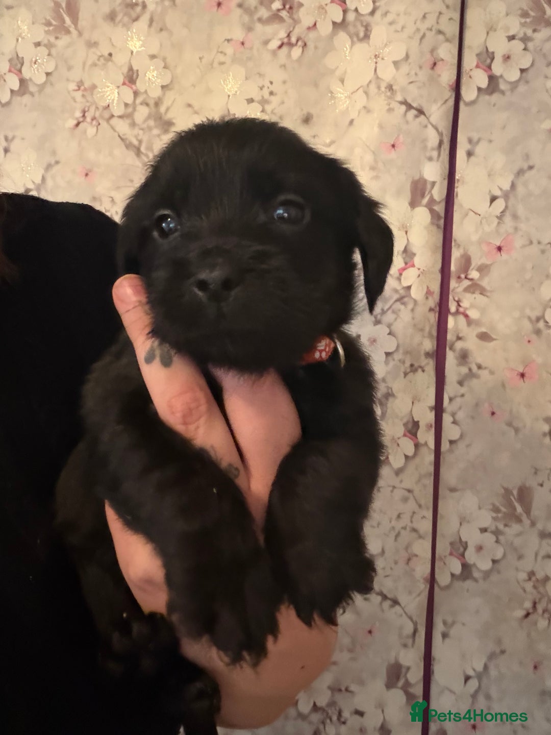 Mixed Breed dogs for sale: Labrador X Yorkshire terrier  - Image 15