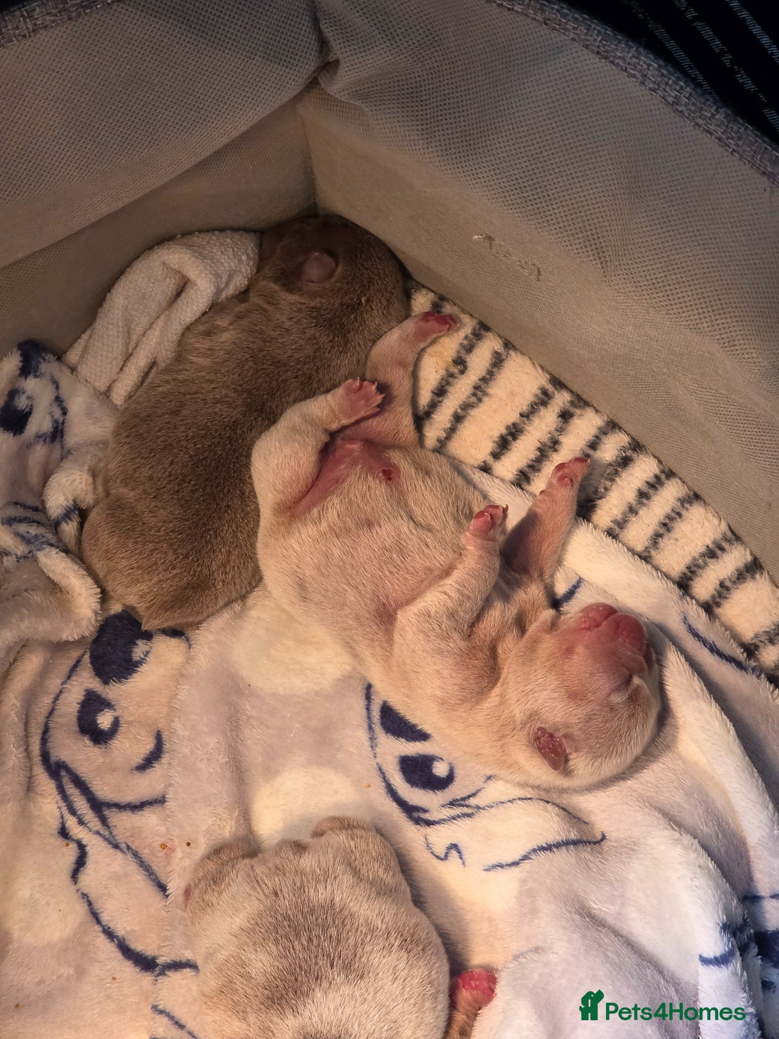 English Bulldog dogs Kc reg puppies  - Advert 2