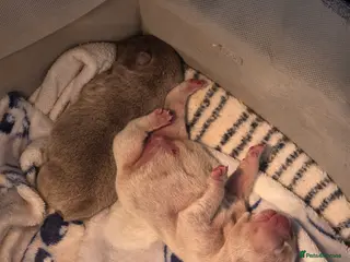 English Bulldog dogs Kc reg puppies - Advert 1