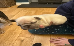 French Bulldog dogs for sale: Beautiful Pups – Looking for Their Forever Homes - Advert 20